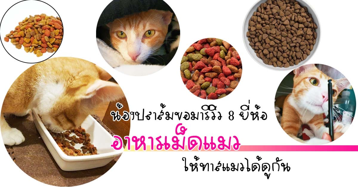 dry cat food3 อาหารเม็ดแมว