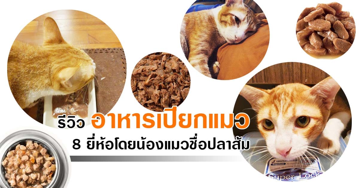 wet cat food3 อาหารเม็ดแมว