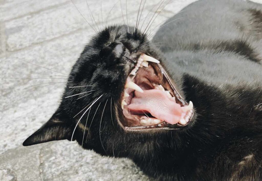 ให้ทานแต่อาหารเปียกแมว ต้องระวังเรื่องสุขภาพฟันและช่องปากของเจ้าเมี้ยวด้วยนะครับ