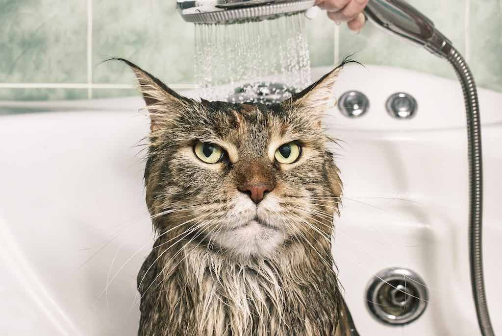 ถ้าน้องแมวอาบเปียกได้ จะเป็นการทำความสะอาดที่ดีที่สุด แต่ถ้าไม่ได้ ก็หันมาใช้แชมพูอาบแห้งแมวกันครับ