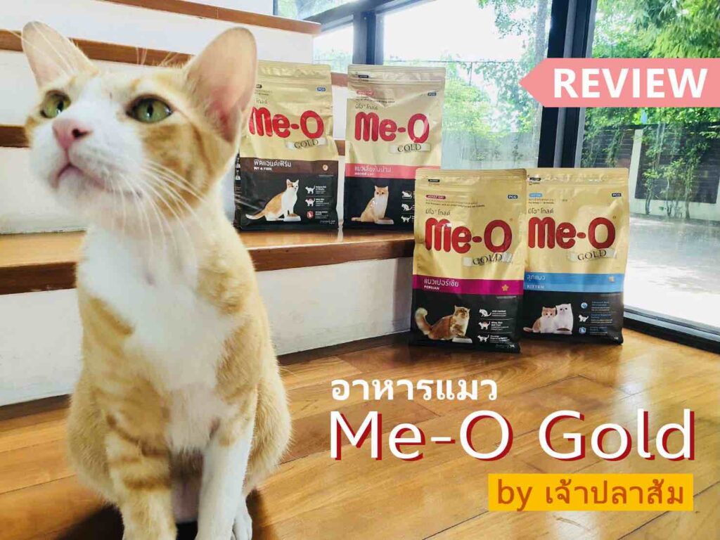 + รีวิว "อาหารแมวมีโอ โกลด์" (Me-O Gold) ทั้ง 4 สูตร !! 2023 โดยเจ้าปลาส้ม +