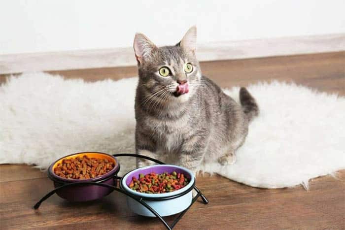 การให้ปริมาณอาหารที่เหมาะสม ตามช่วงอายุและน้ำหนักของแมว