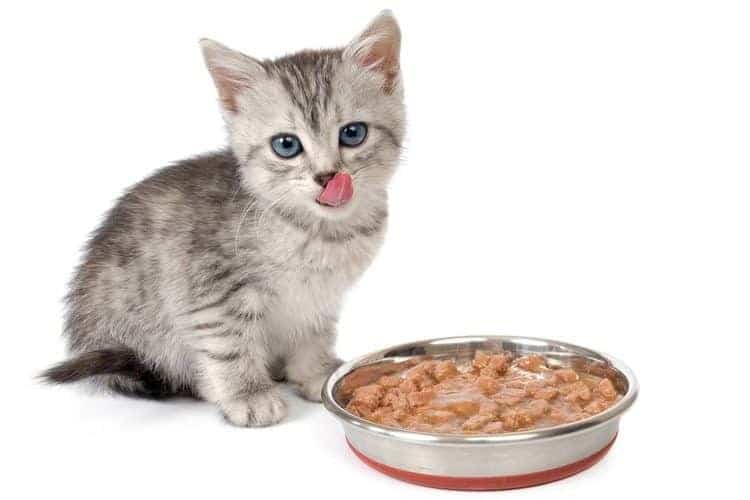 อาหารแมวแบบเปียก 