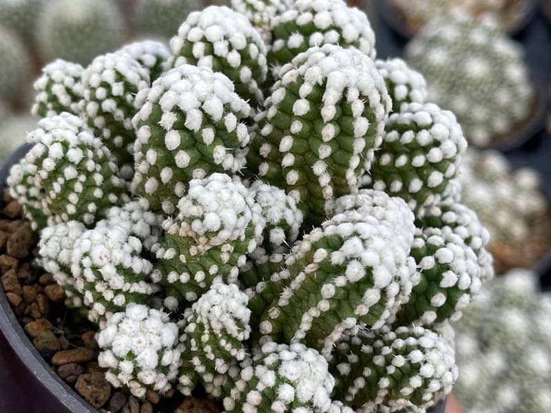 3. Mammillaria gracilis Oruga