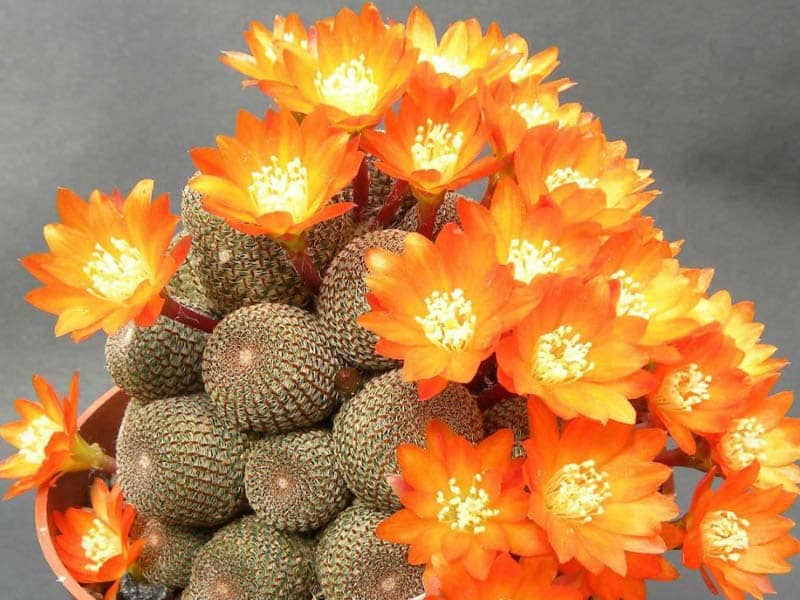 9. Rebutia heliosa 